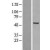 Western Blot: Chk1 Lysate [NBL1-09146] - Western Blot experiments. 
Left-Control; Right -Over-expression Lysate for CHEK1